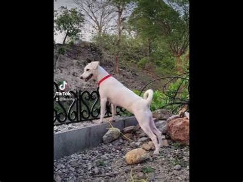 #perlita 🥰🥰 - YouTube