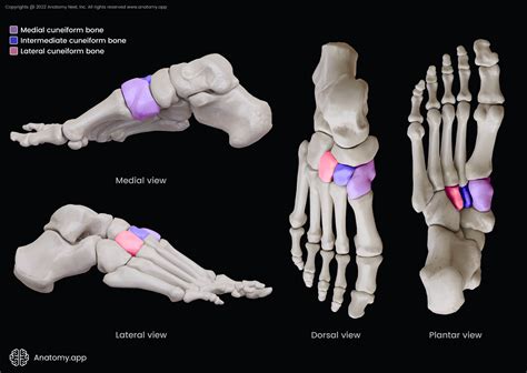 Cuneiform bones | Encyclopedia | Anatomy.app | Learn anatomy | 3D ...