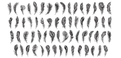 Set of bird feathers. Hand drawn sketch style. 11861033 Vector Art at ...