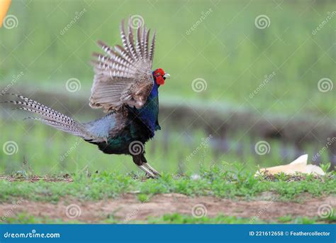 Japanese Green Pheasant Male in Japan Stock Photo - Image of asian ...