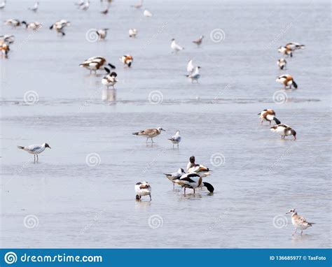 Common Shelducks Tadorna Tadorna And Seagulls Wading And Foraging In