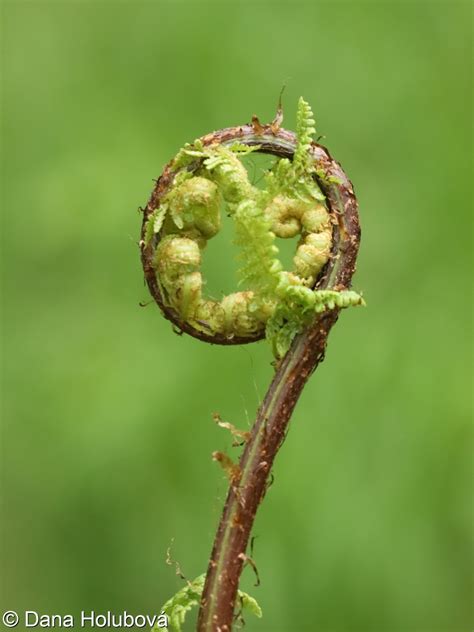 Athyrium Filix Femina • Floravegeu