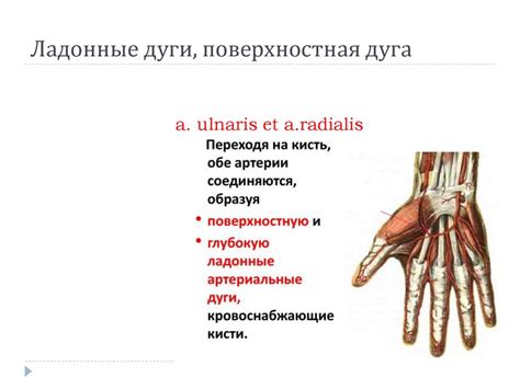 Топографическая анатомия верхней конечности (продолжение). Область ...