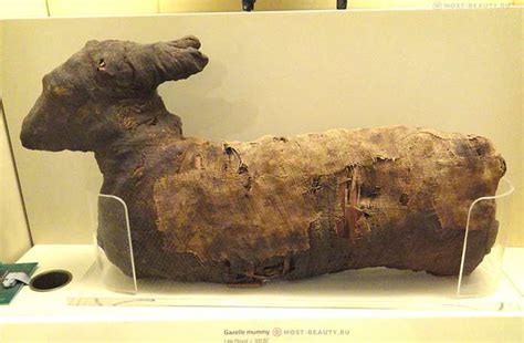 Самые известные египетские мумии в мире: фото и факты