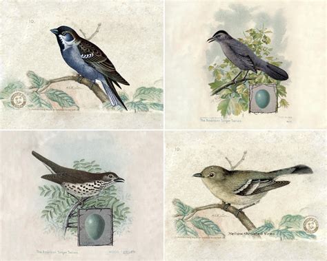 Vintage Bird Prints - tyjsergdhj2