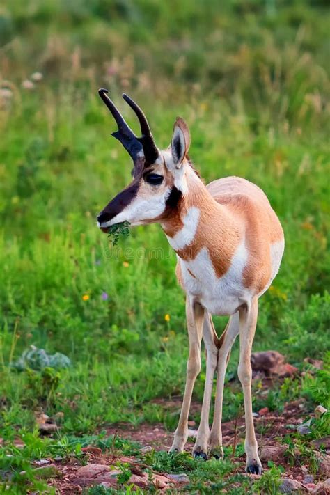 25 Antelope Grazing Field Free Stock Photos Stockfreeimages
