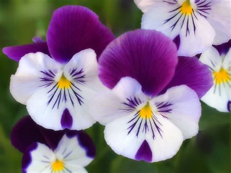 1000 Images About Flowers On Pinterest Flower Wallpaper Hd