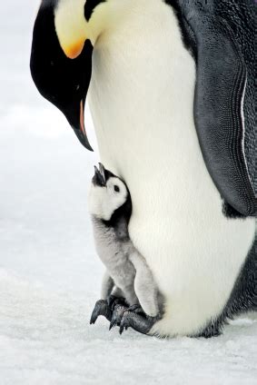 Beak of the Week: Emperor Penguin | Pacific Bird