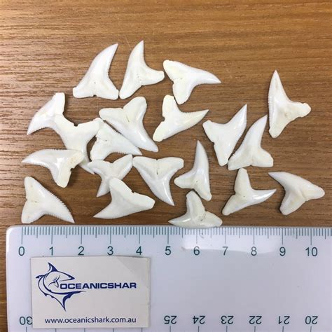 Real Shark Teeth For Sale - Oceanicshark