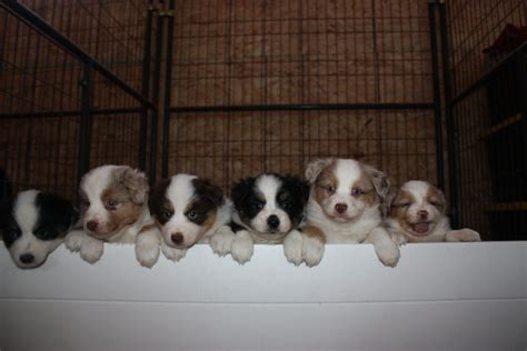 Adopt A Border Collie - Puppies For Sale in Ontario, Canada | Asset Kennels