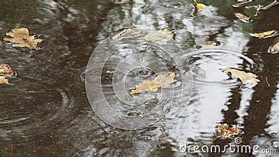 Raindrops And Yellow Leaves Of Oak Tree In Puddle Stock Video Video