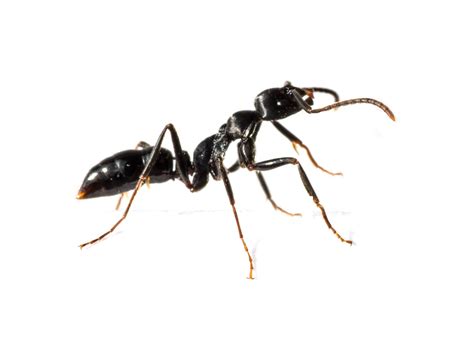 Semut (Formicidae) - BNJ Pest Control
