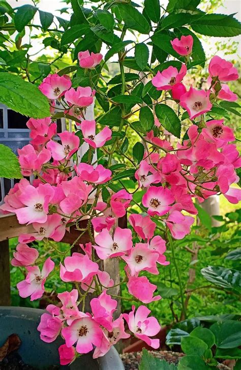 Ballerina Plants Garden Rose