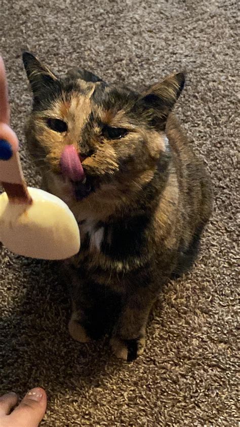 How can I introduce my dogs and cat to a kitten? : r/WhatDoIDoReddit