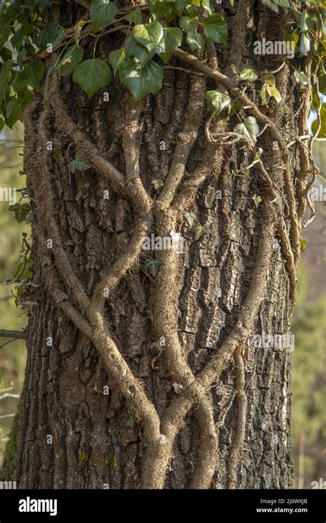 Hedera Helix Roots Adventitious Hi Res Stock Photography And Images Alamy