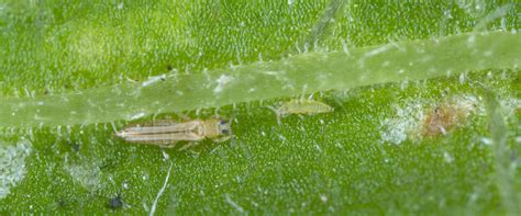 Western Flower Thrips Distribution Best Flower Site