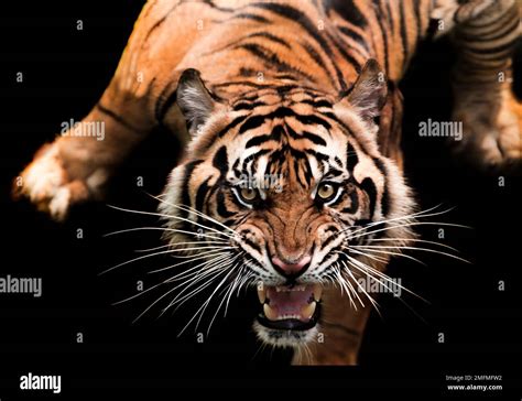 Pounce hi-res stock photography and images - Alamy