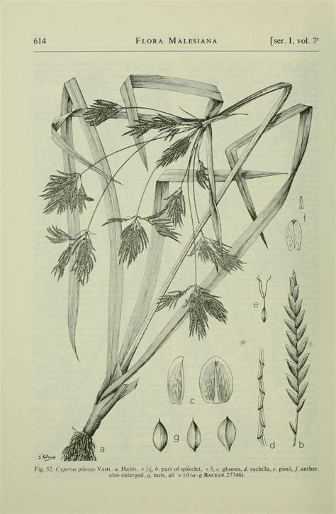 Cyperus Pilosus Images Useful Tropical Plants
