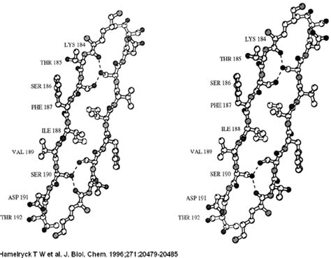 A stereo figure of the dimer-dimer interface in the SBA tetramer ...