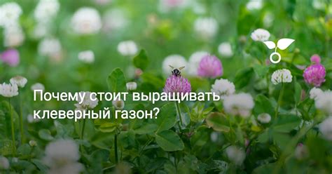 Почему стоит выращивать клеверный газон? Фото — Ботаничка