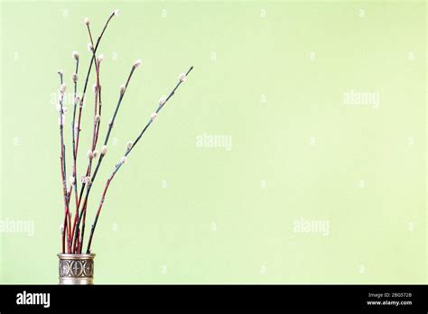 Pussy Willow Sunday Palm Sunday Feast Concept Bunch Of Flowering Pussy Willow Twigs In