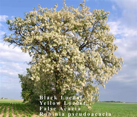 Robinia Pseudoacacia Deciduousflowering Treehardwoodmedicinal
