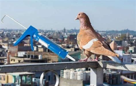 Как избавиться от голубей на балконе, на крыше, на подоконнике