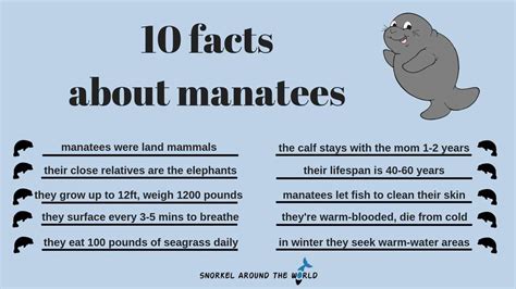10 Interesting Facts about Florida Manatees