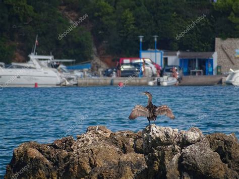 Espécimen adulto de un Gran Cormorán Phalacrocorax carbo secándose al