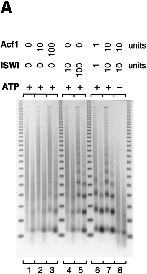 Acf Consists Of Two Subunits Acf And Iswi That Function