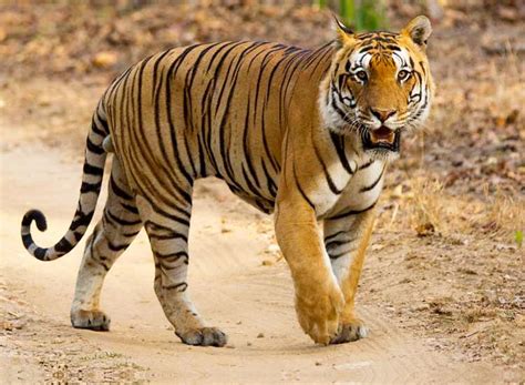 Bengal Tiger Disney Animals Wiki Fandom