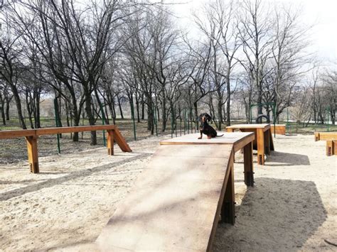 Де гуляти з собакою у Дніпрі: добірка обладнаних майданчиків — КУСТ