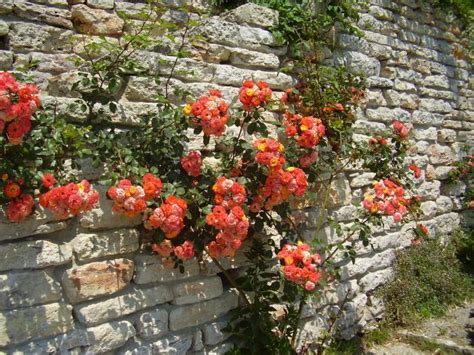 Roses Garden Balchik