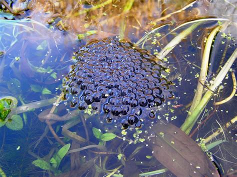 Pembrokeshire Wildlife Frog Spawn