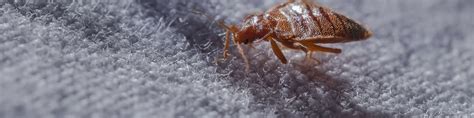 Bed Bug Control In Charleston Sc Vinx Bed Bug Exterminators