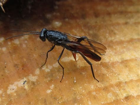 Add that to the checklist! A new wasp for Ireland. - National ...