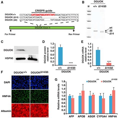 Generation of DGUOK Δ14 Δ5 iPSC Derived Hepatocyte like Cells A