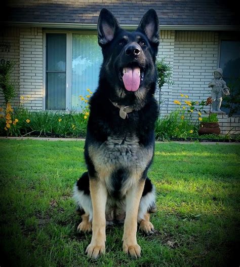 Females Ayers Legends German Shepherds