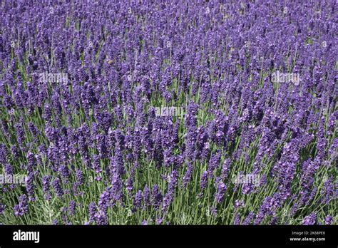 Lavender Lavandula Angustifolia Hidcote Blue In Garden Stock Photo