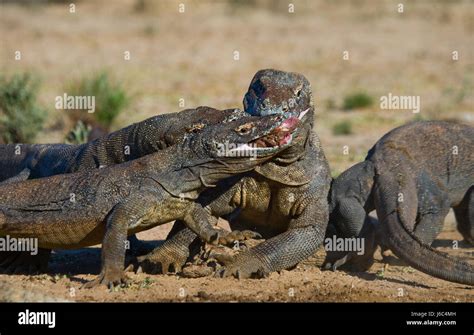 Los dragones de Komodo comen a sus presas. Indonesia. Parque Nacional