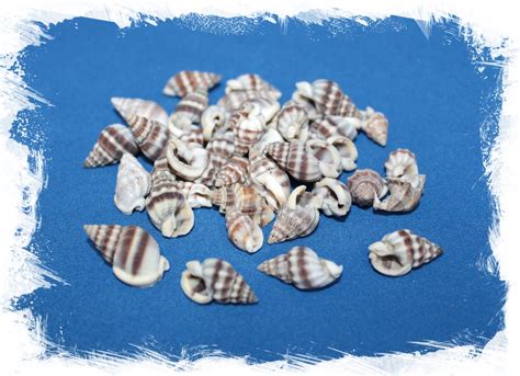 Коричневые морские ракушки для поделок. Купить