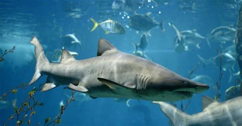 13 Incredible Bull Shark Facts - IMP WORLD