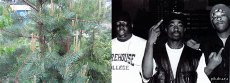 Fuck You Bitch Пикабу