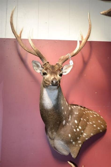 Chital Deer Half Turned Mount 135 Cm 7 Points Taxidermy