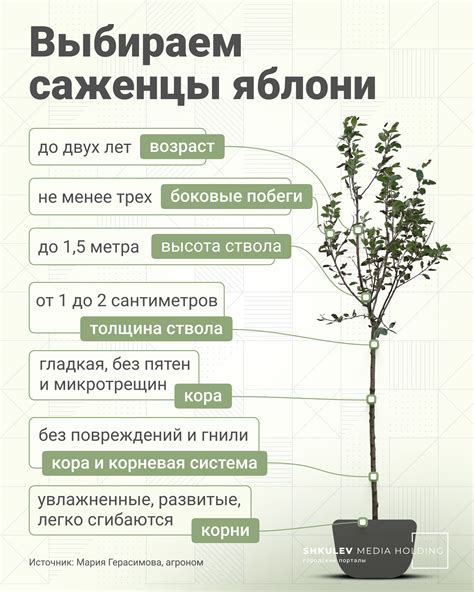 Когда сажать яблони весной: лучшее время и правила посадки саженцев ...