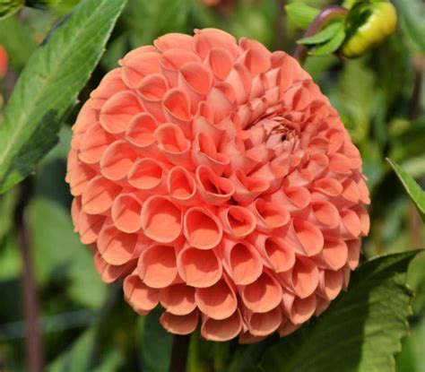 Cornel Bronze Dahlia Barn