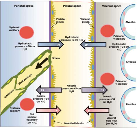 Pleural Membrane Diagram