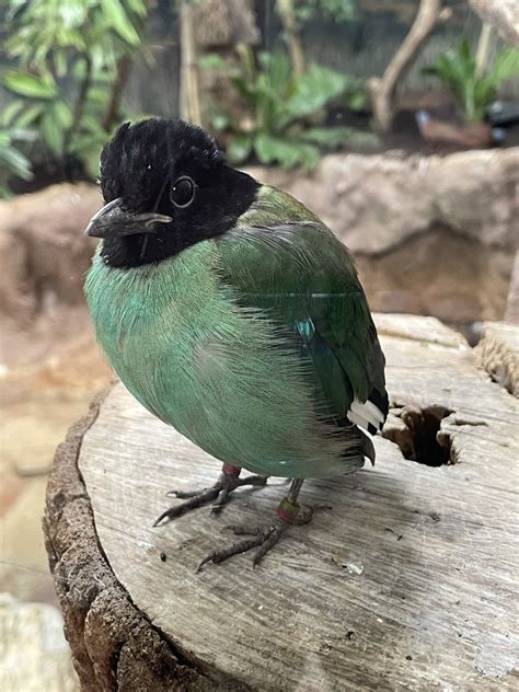 Hooded Pitta Pitta Sordida Zoochat
