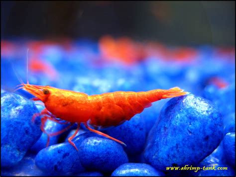 Freshwater Fire Shrimp