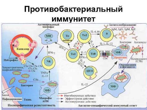 Противоинфекционный противоопухолевый трансплантационный иммунитет проф ...